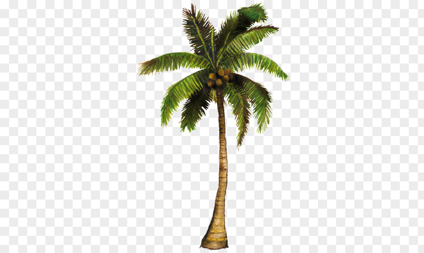 Cocos Arecaceae Coconut Plant PNG