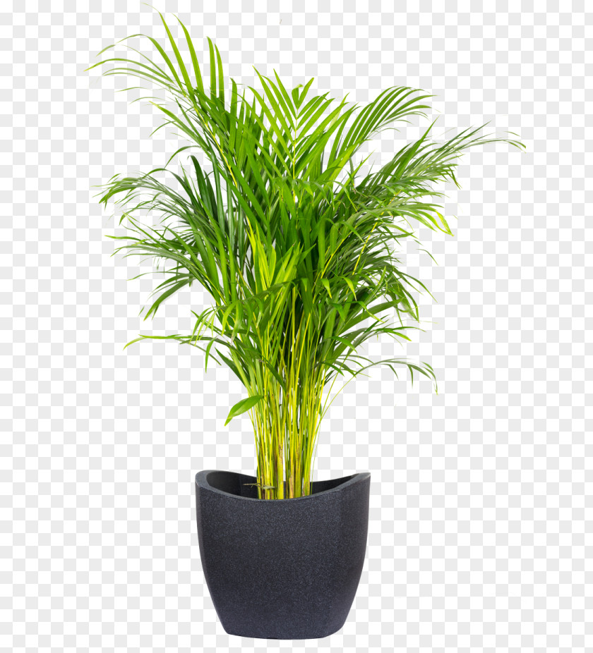 Dypsis Lutescens Areca Palm Houseplant Flowerpot Flower Box Spineless Yucca PNG