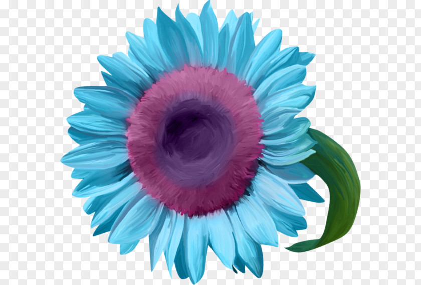 Flower Blue Common Sunflower Transvaal Daisy PNG