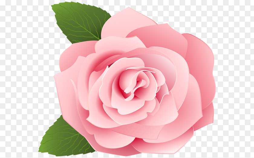 Painting Garden Roses Centifolia Drawing Clip Art PNG