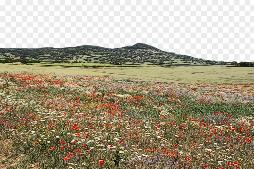 Shrubland Vegetation Steppe Grassland Landscape PNG