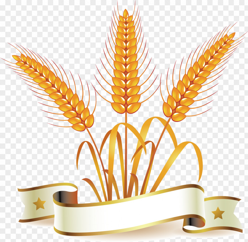 Vector Ears Of Corn Common Wheat Whole Bread Clip Art PNG