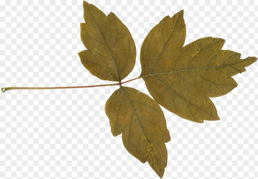 25 Leaf Twig Branch PNG