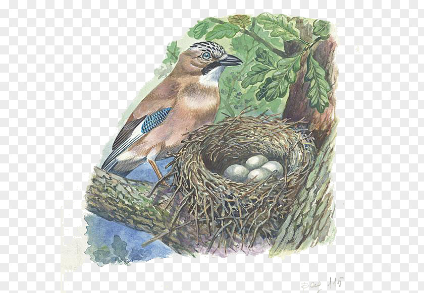 Cartoon Bird Nest Eurasian Jay Illustration PNG
