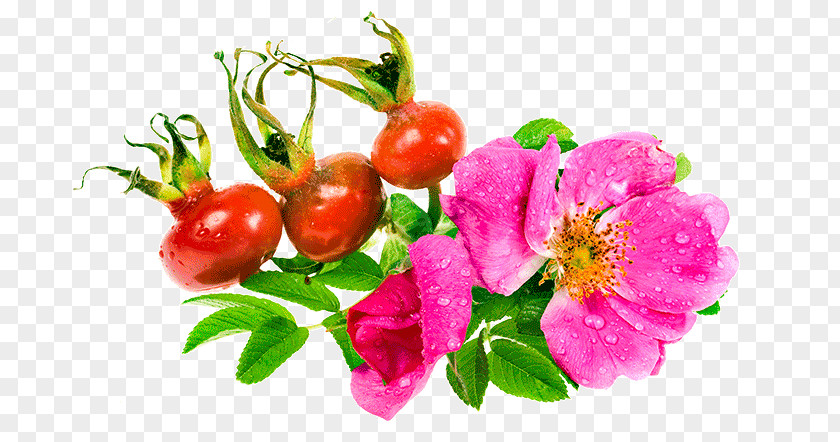 Flower Beach Rose Hip Seed Oil PNG