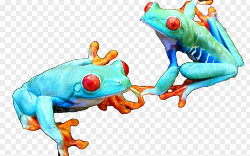 Green Frog Tree True Toad PNG