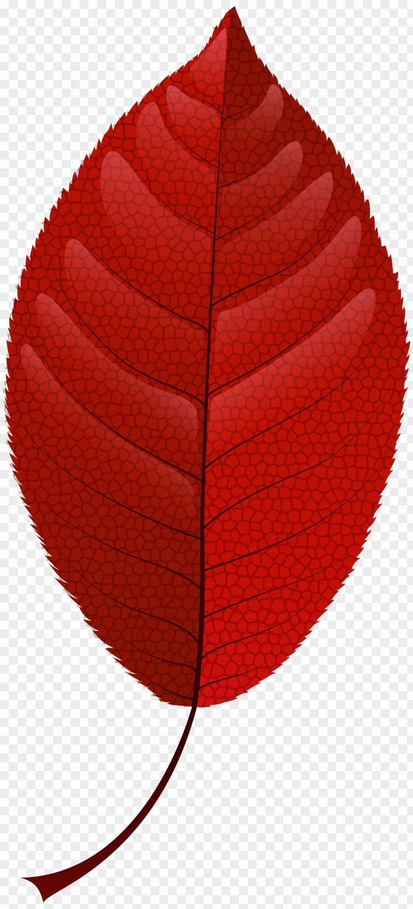 Leaf Watercolor Autumn Color Red Clip Art PNG