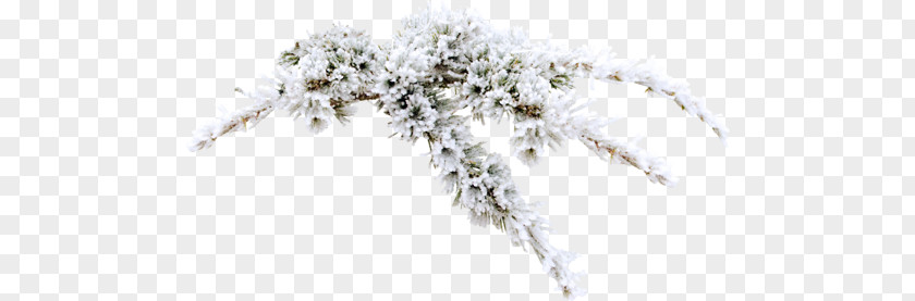 Snow Frost Winter PNG