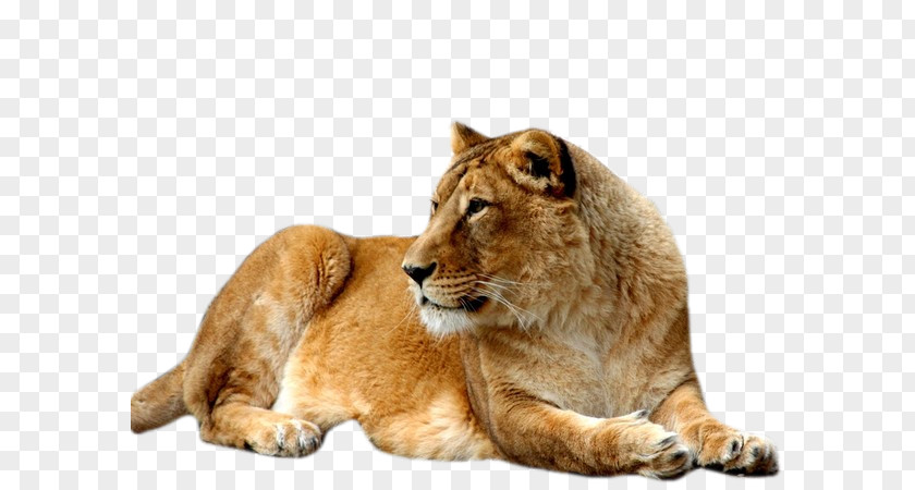 Stone Lion East African Cat Felidae UXGA PNG