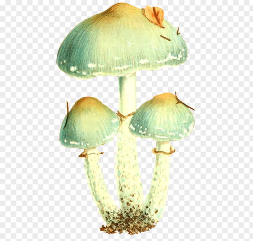 Three Mushrooms Common Mushroom Graphic Design PNG