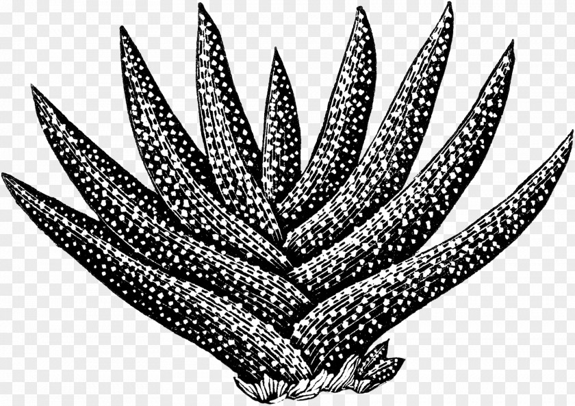 Abr Button Aloes Design Image Pattern PNG