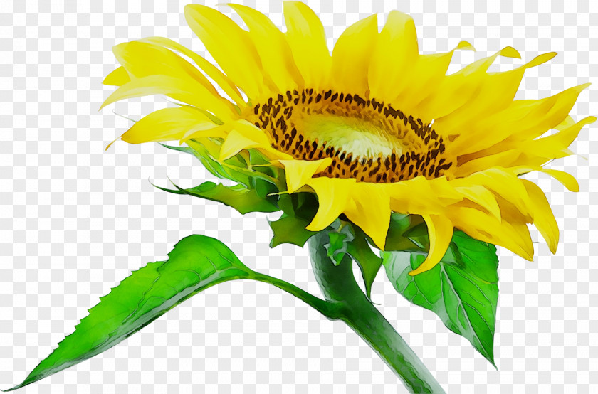 Common Sunflower Photography JPEG Annual Plant PNG