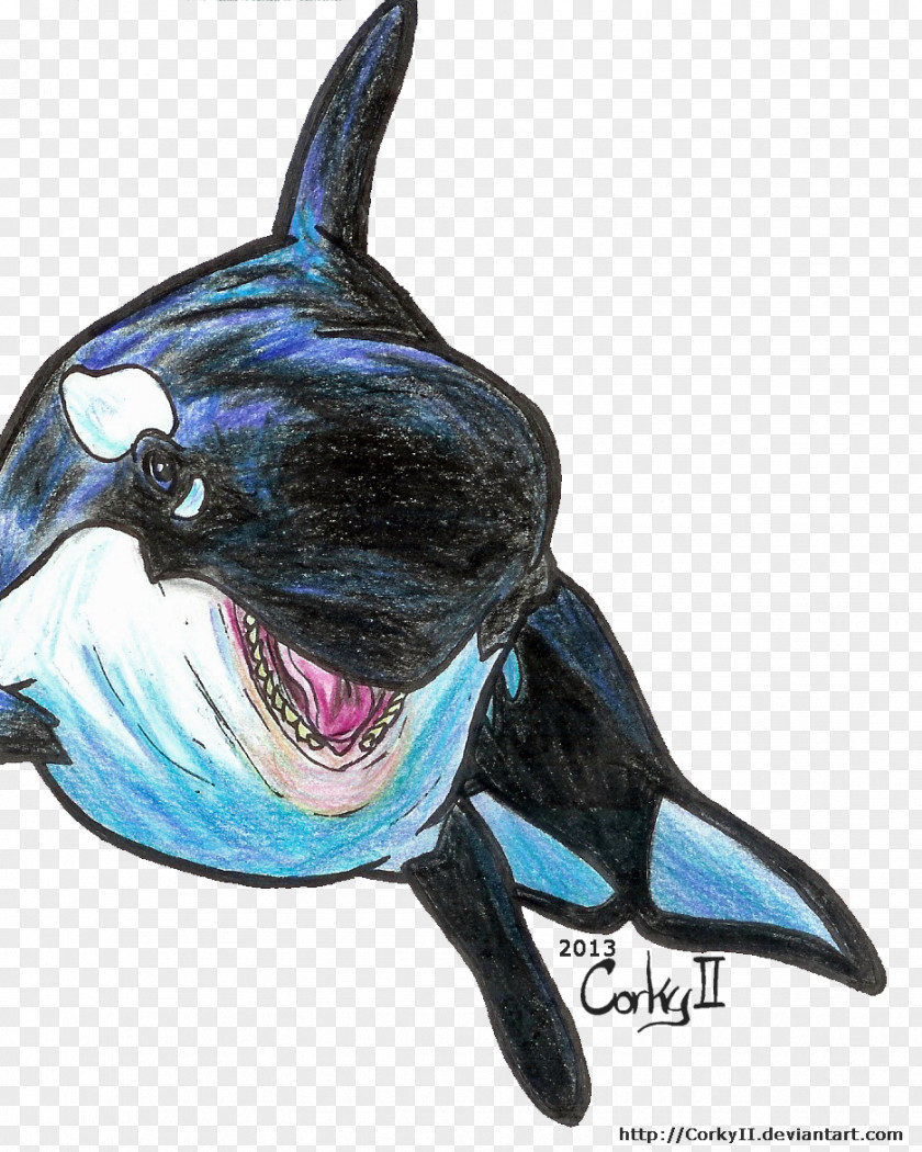 Killer Whale Dolphin Cobalt Blue Marine Biology PNG