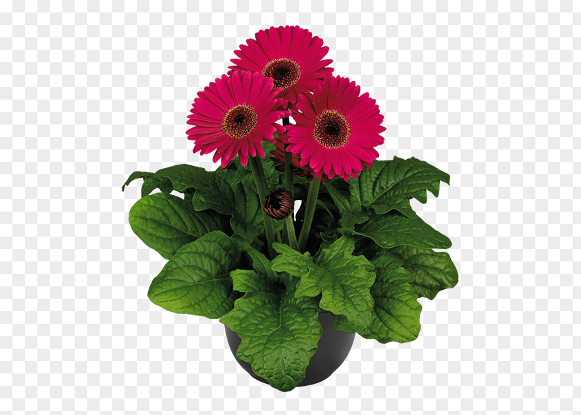 Lilac Flower Cut Flowers Plant Gerbera Jamesonii Daisy Family PNG