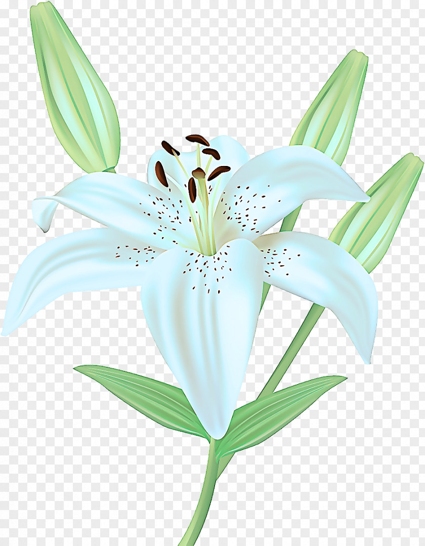 Lily Family Terrestrial Plant Flower Flowering Petal PNG