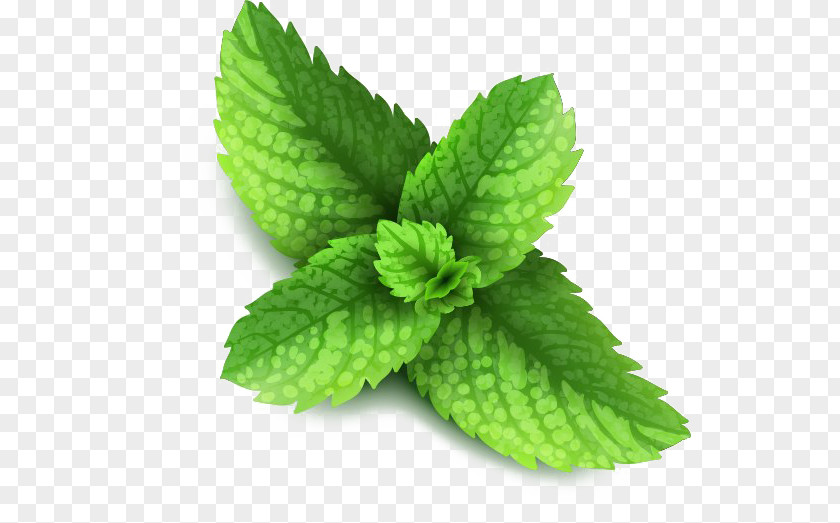 Mint Peppermint Plant Spice Vector Graphics Stock Illustration PNG