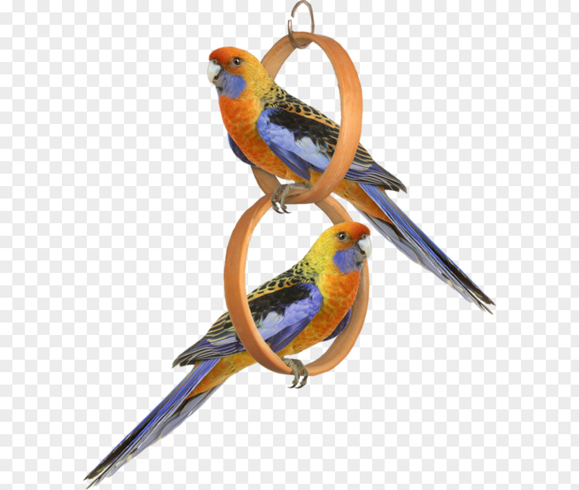 Parrot Standard Paper Size Bird PNG