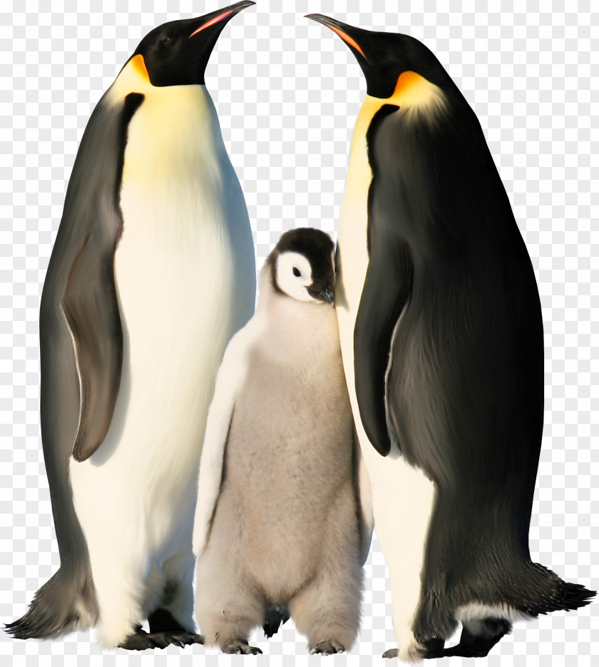 Penguin Emperor Antarctica Chinstrap Gentoo PNG