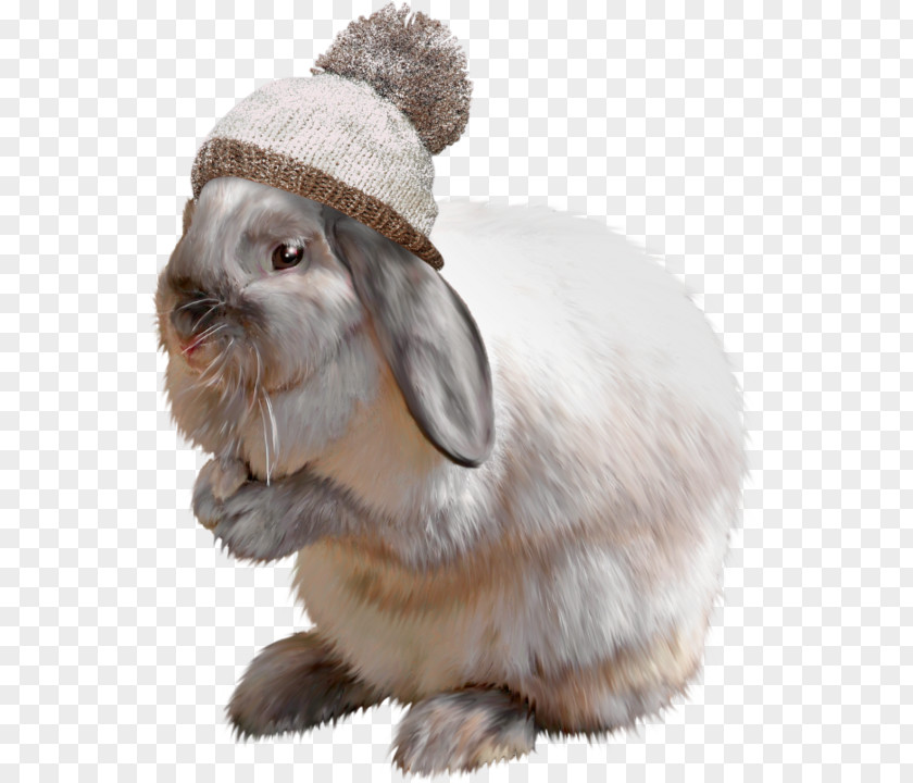 Rabbit Domestic Hare Whiskers Animal PNG