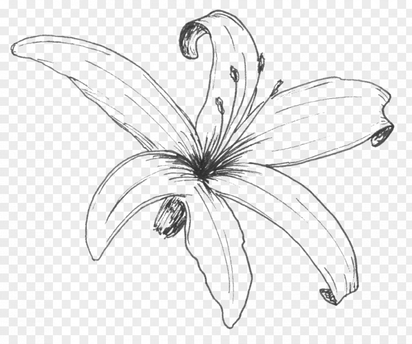 Sweet William De Cruydthof Flower Line Art Sketch PNG