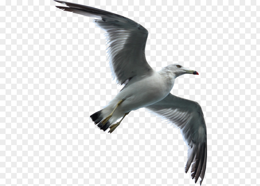 California Seagull Post Gulls Bird Flight European Herring Gull Water PNG