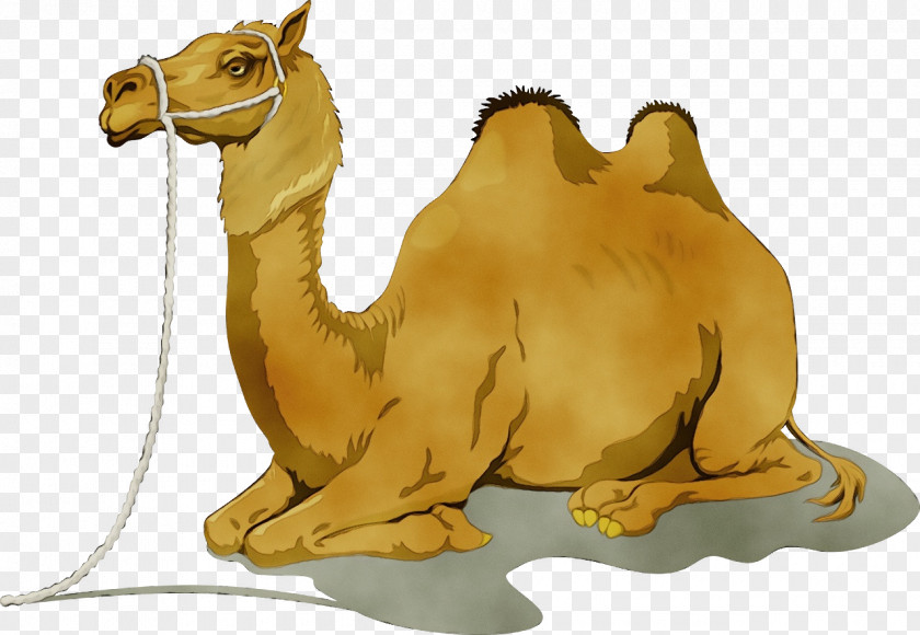 Camels Drawing Desert Bedouin Cartoon PNG