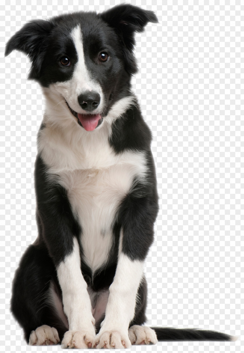 Cute Smile Is Sitting On The Side Of Dog Border Collie Puppy Pet Cat Horse PNG