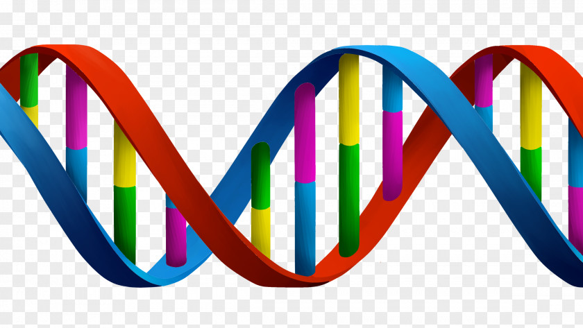 DNA Nucleotide Nucleic Acid Double Helix Base Pair Genetics PNG