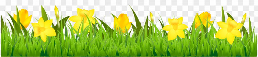 Grass With Daffodils Clipart Flower Stock Photography Euclidean Vector Clip Art PNG