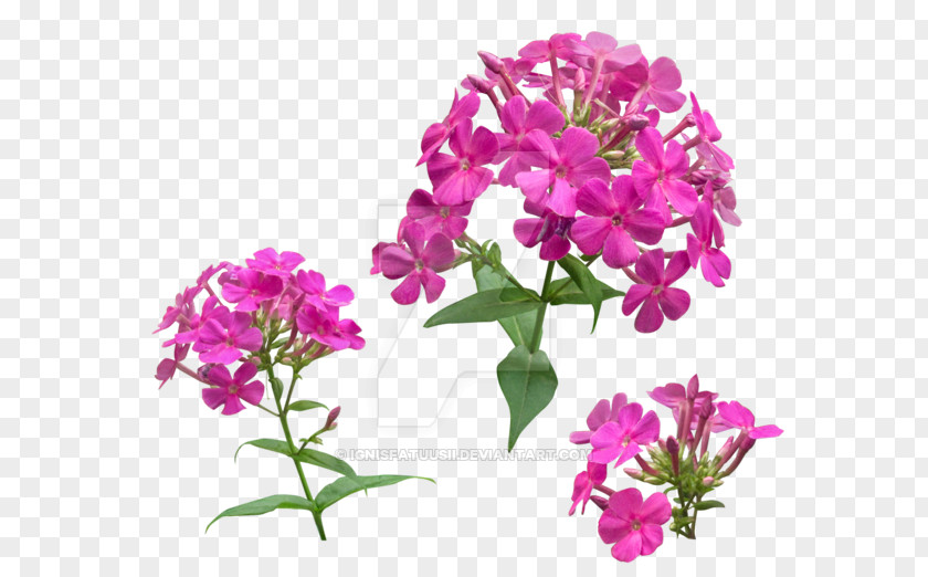 Phlox Vervain De Kruidentuin Tegelen Cut Flowers Dame's Rocket PNG