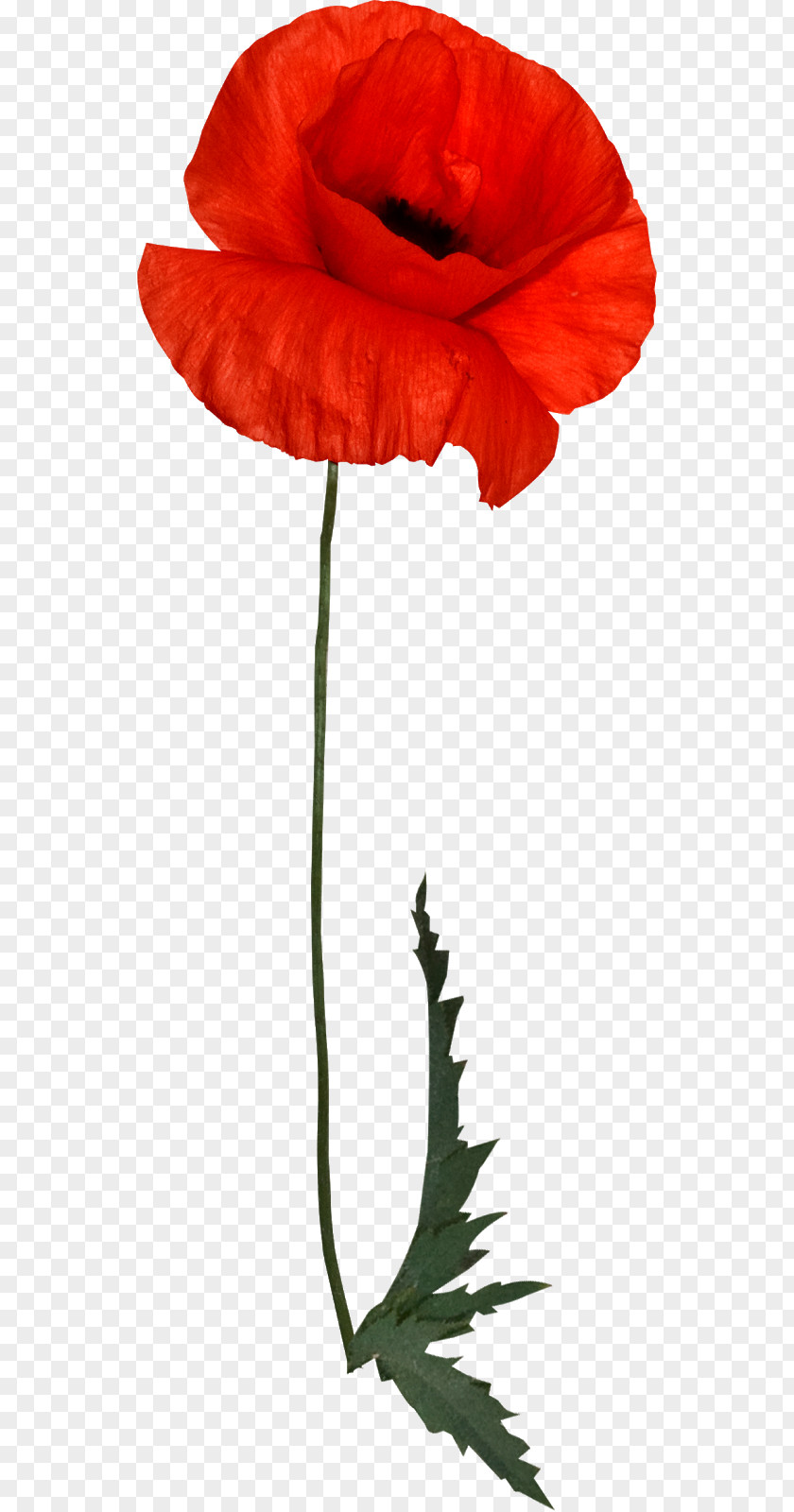 Poppy Red Common Image Clip Art PNG