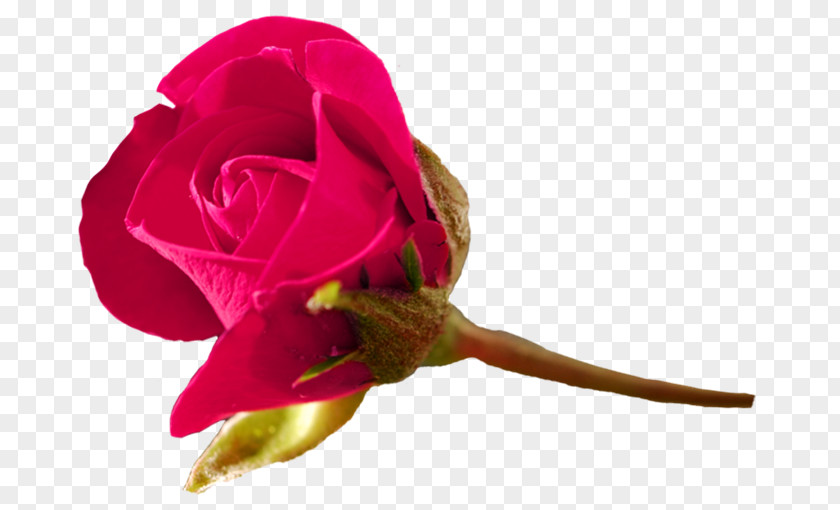 ROSAS ROJAS Garden Roses Cabbage Rose Cut Flowers Plant Stem PNG