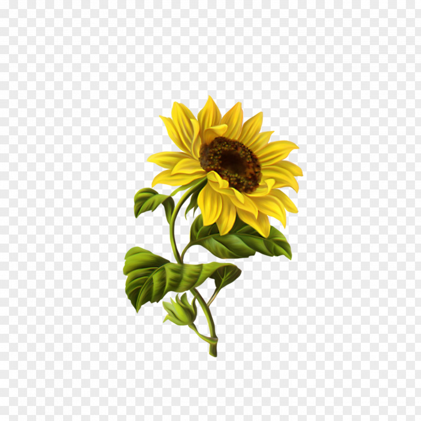 Sunflower Common Drawing Illustration PNG