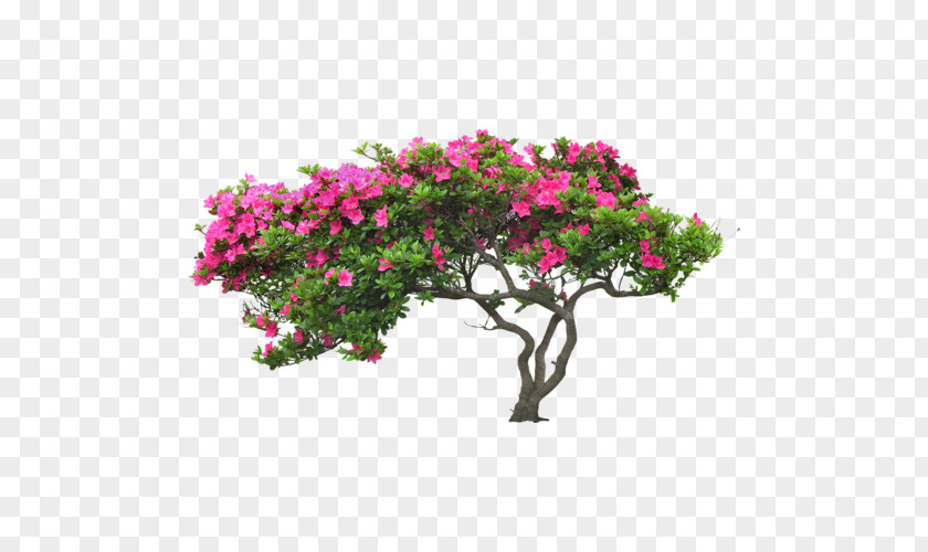Tree Blossom Flower Plant PNG