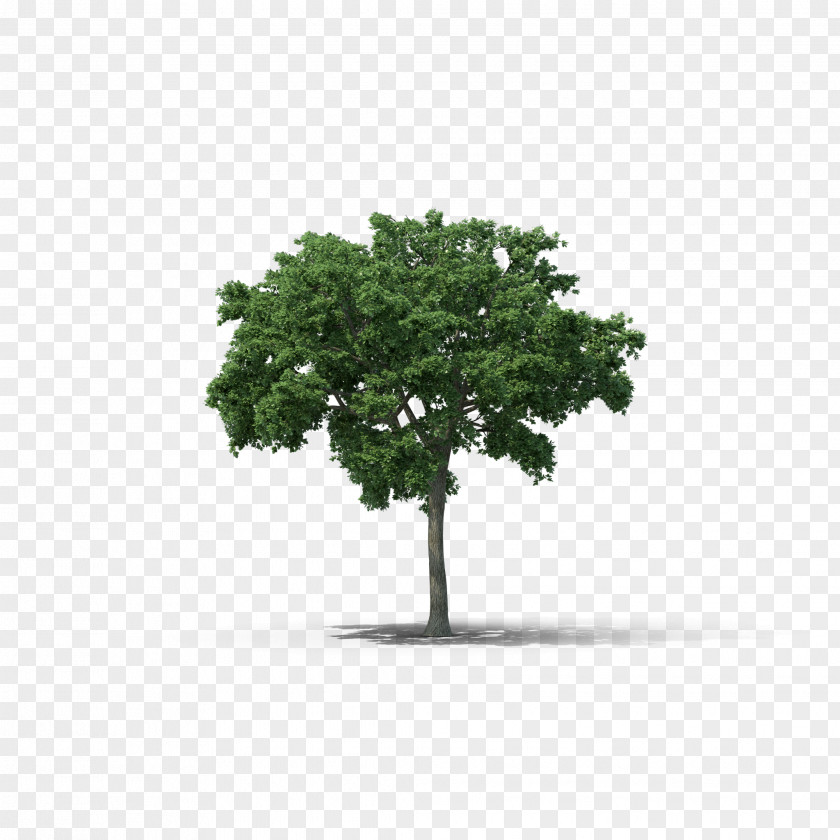 Tree Elm Woody Plant PNG