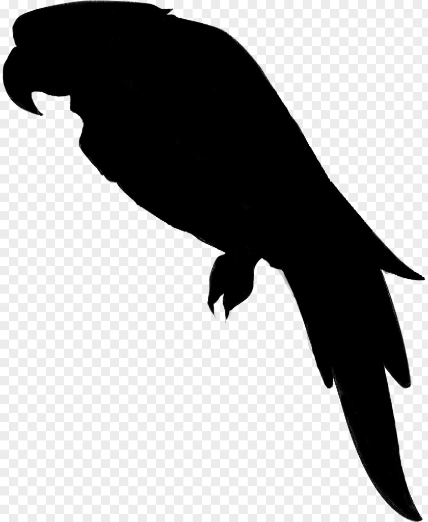 Beak Bird Of Prey Clip Art Fauna PNG