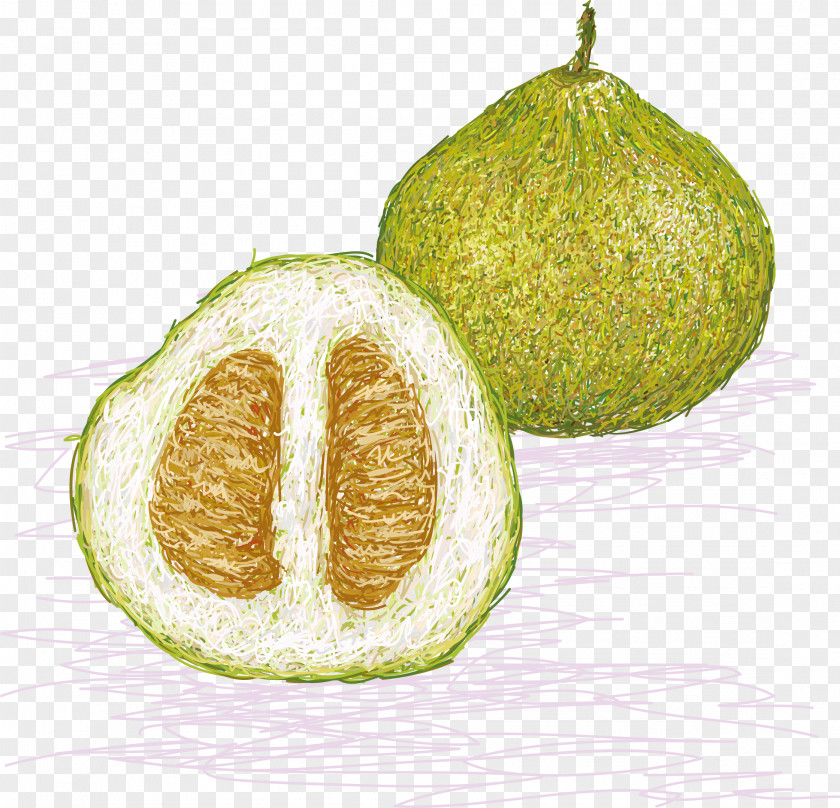 Hand-painted Papaya Pomelo Euclidean Vector Illustration PNG