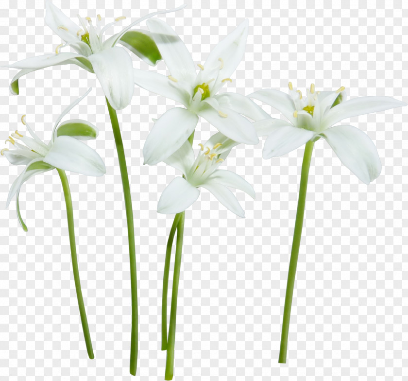 Lily Flower White Floral Design Clip Art PNG
