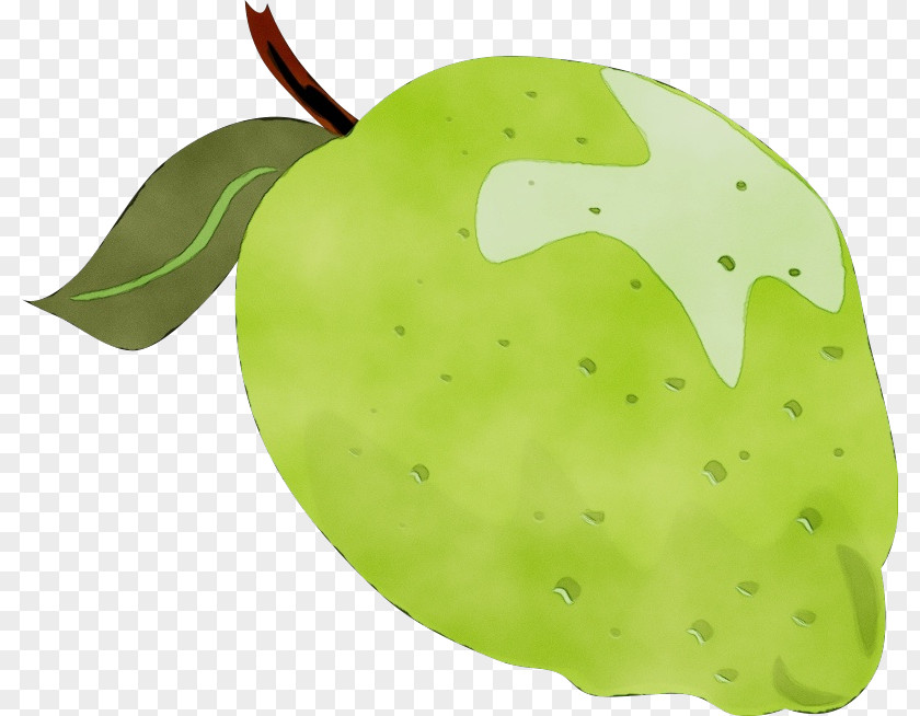 Accessory Fruit Malus Green Leaf Watercolor PNG