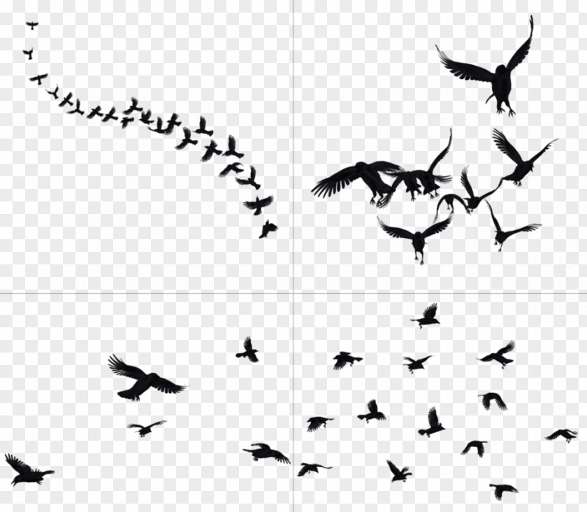 Flying Crow DeviantArt Bird Clip Art PNG