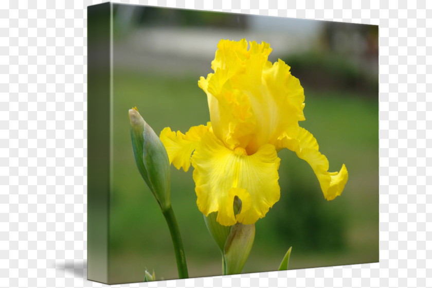 Iris Flower Pseudacorus Irises Art Kiev PNG