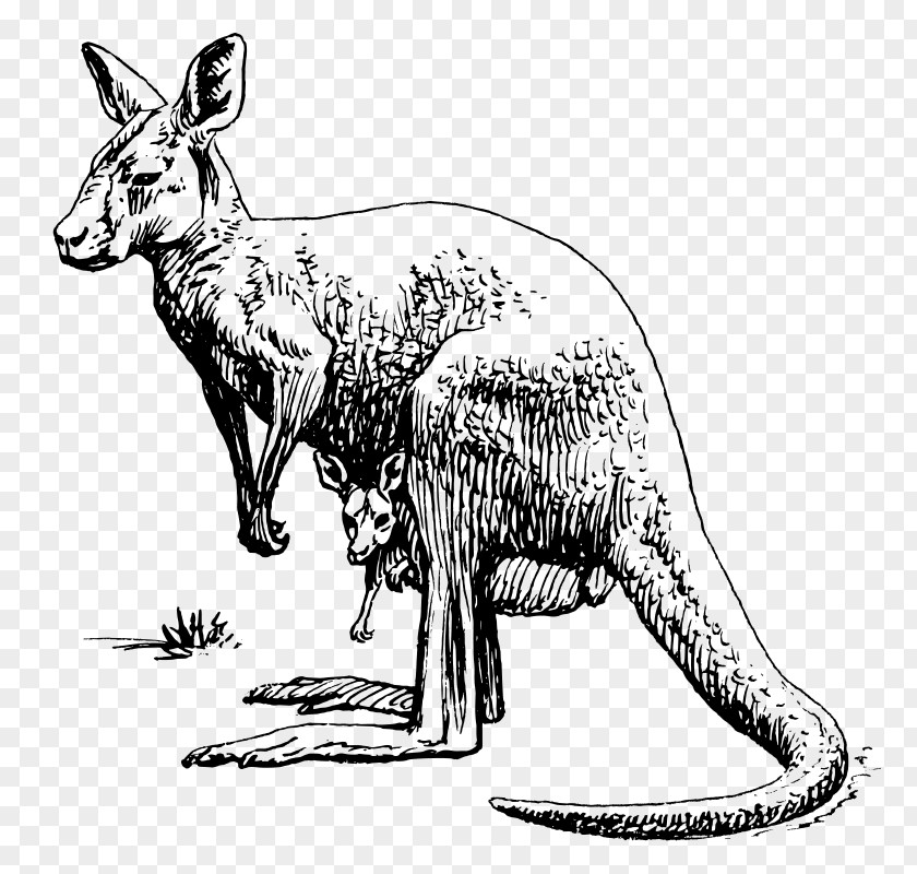 Koala Kangaroo Drawing Clip Art PNG