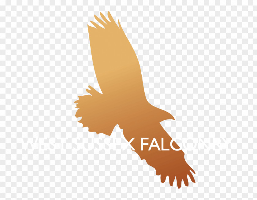 Eagle Bald Clip Art Image Illustration Graphics PNG