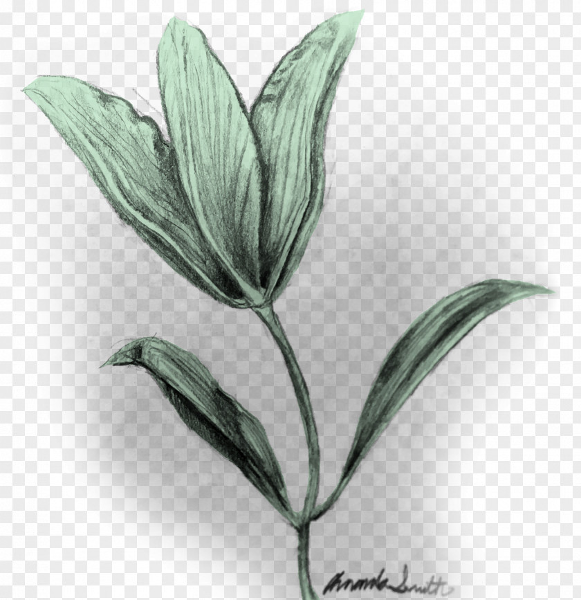 Leaf Plant Stem Flower Herb PNG