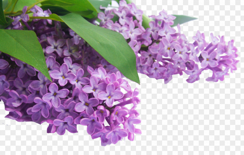 Purple Hyacinth Lavender Essential Oil Poster PNG