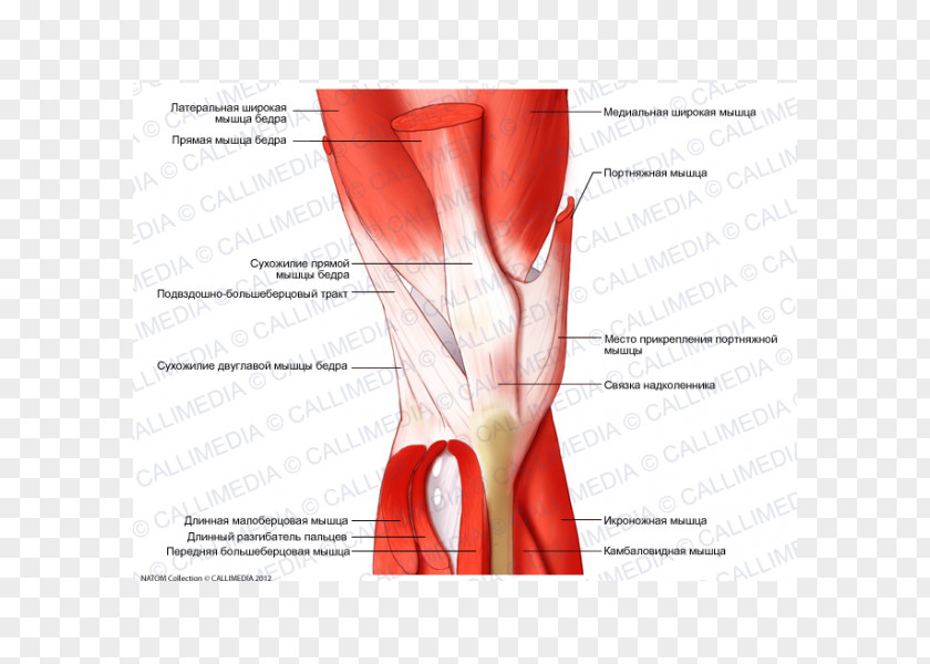 Rectus Femoris Function Muscle Tissue Knee Anatomy Muscular System PNG
