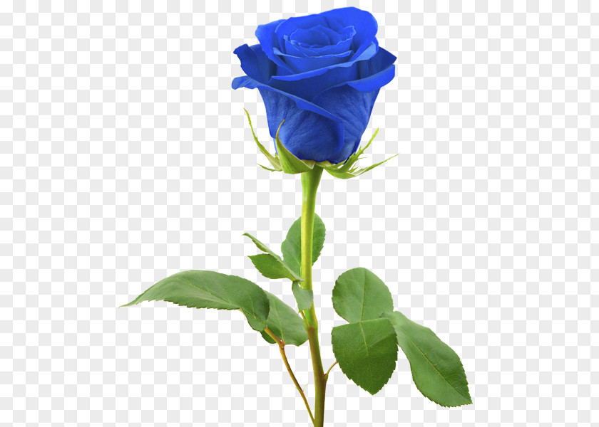 Rose Blue Stock Photography Royalty-free PNG