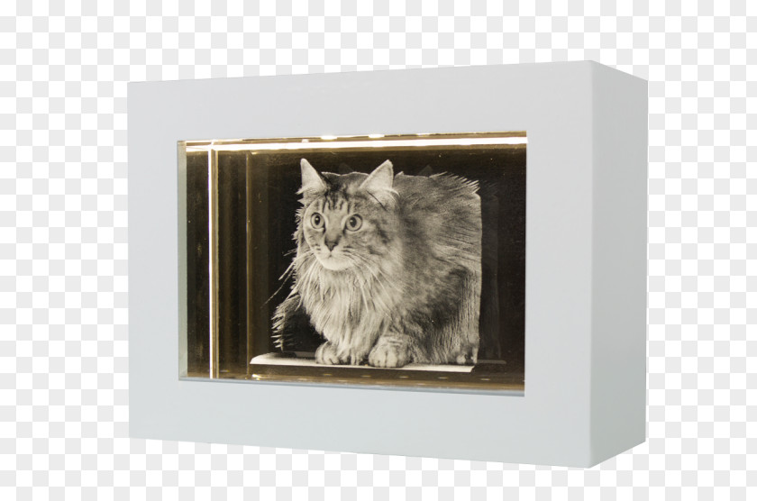 Cat Whiskers Picture Frames Rectangle PNG