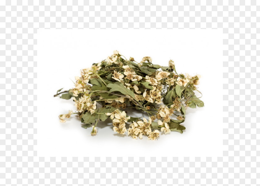 Hawthorn Cannabis Sativa Crataegus Monogyna Herb Marijuana PNG