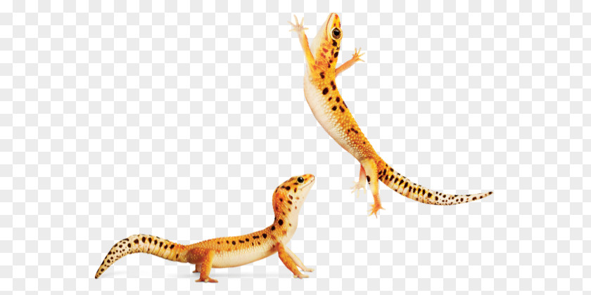 House Lizard Gecko Newt Terrestrial Animal Fauna PNG